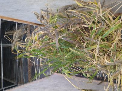 Click for 2 image(s) for this accession. PLANT
